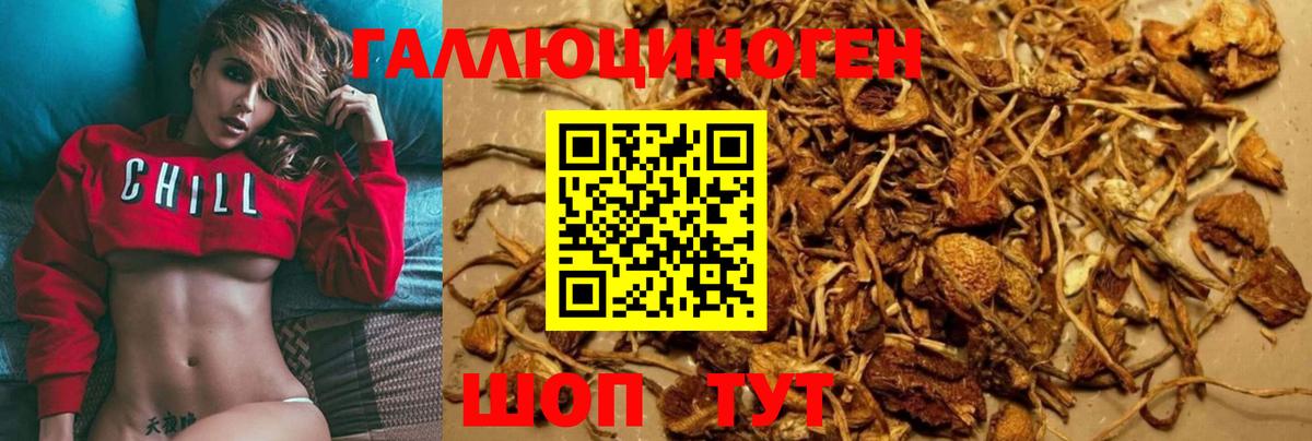 Галлюциногенные грибы Psilocybine cubensis Горно-Алтайск