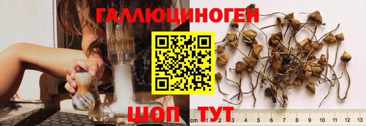 Горно-Алтайск  Псилоцибиновые грибы Cubensis  Вход с VPN 